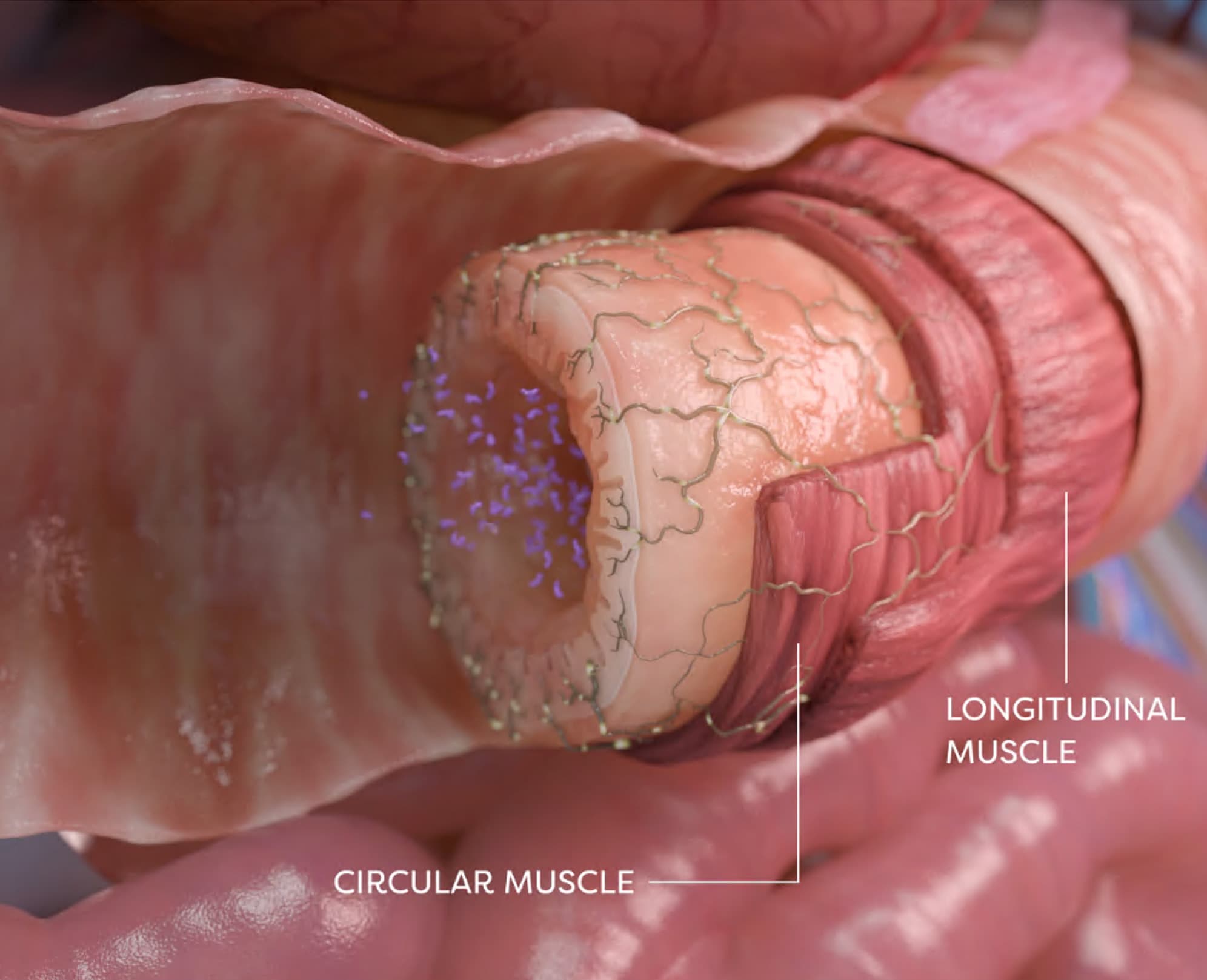 Still from a 3D medical animation of the intestinal wall, with the circular and longitudinal muscle layers labelled