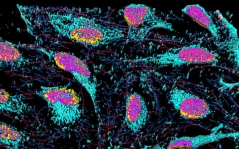 HENRIETTA LACKS: BEHIND HELA CELLS