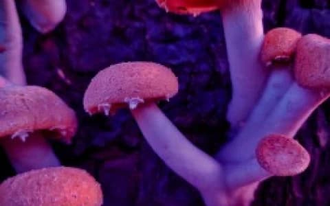 CAN PSYCHEDELICS CURE DEPRESSION?