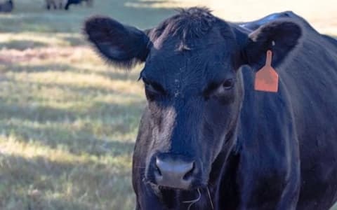 MAD COW DISEASE & ITS HUMAN COUNTERPART: VARIANT CREUTZFELDT-JAKOB DISEASE